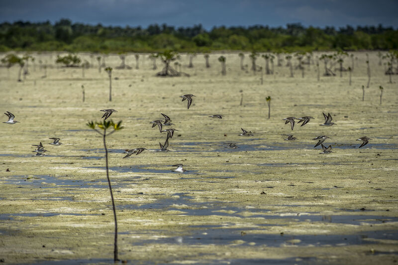 Curlew Sandpiper