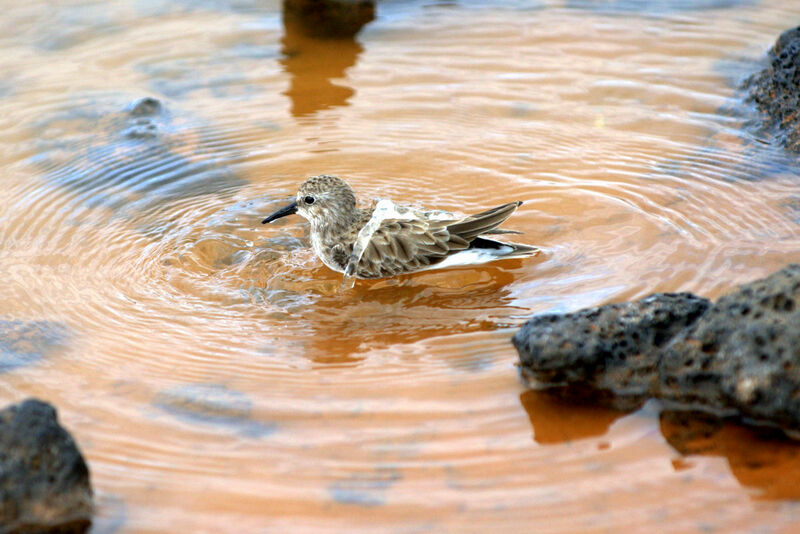 Least Sandpiper