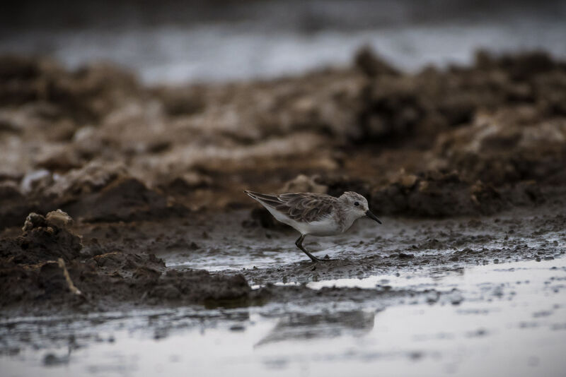 Little Stint