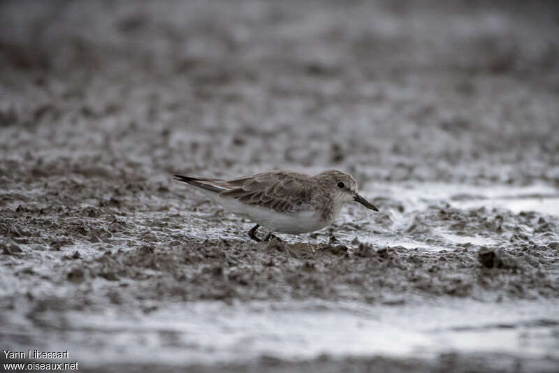 Little Stintadult post breeding, camouflage, Behaviour