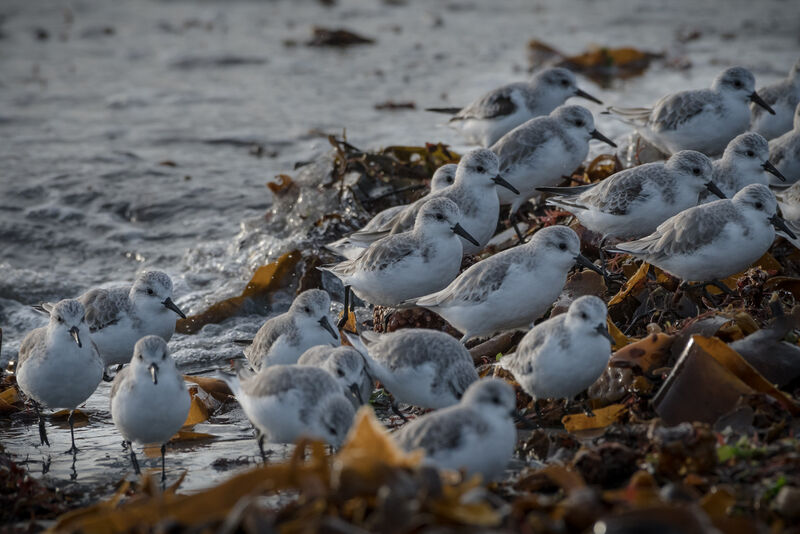 Bécasseau sanderling