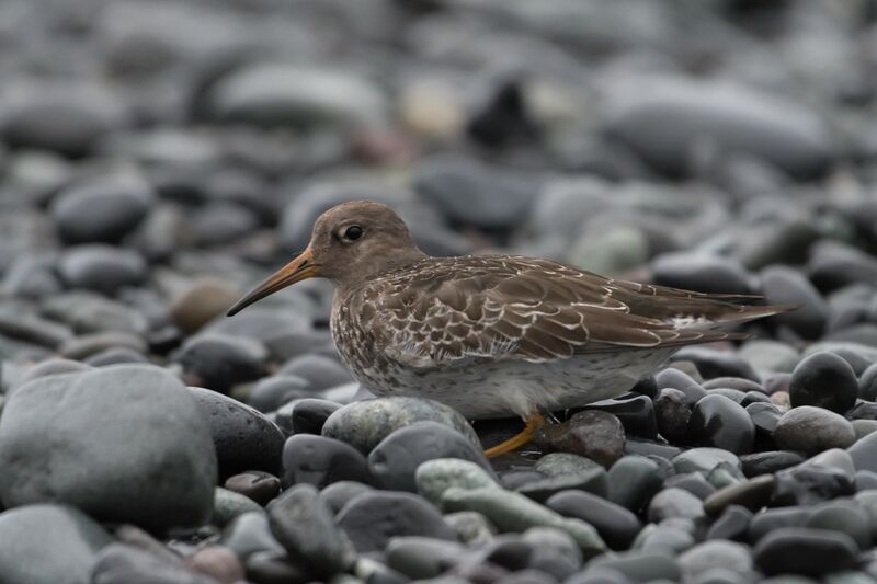 Purple Sandpiper