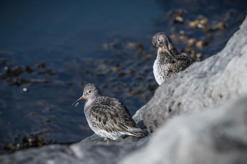 Purple Sandpiper