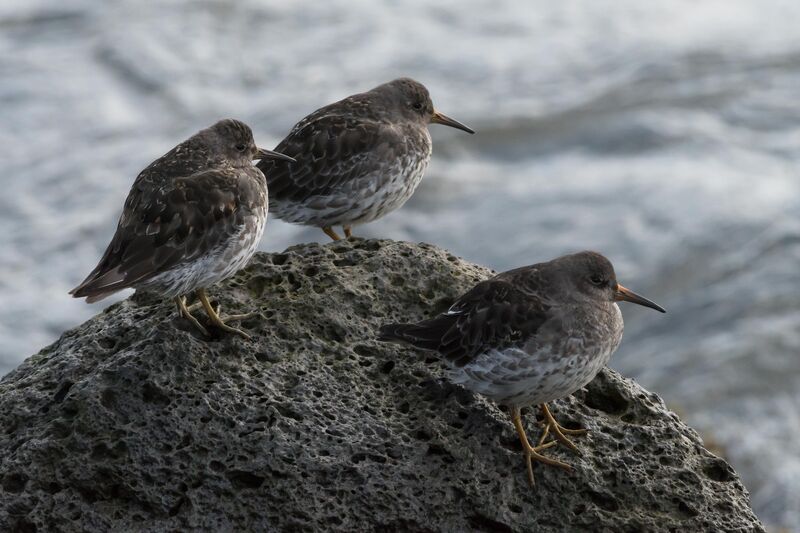 Purple Sandpiper