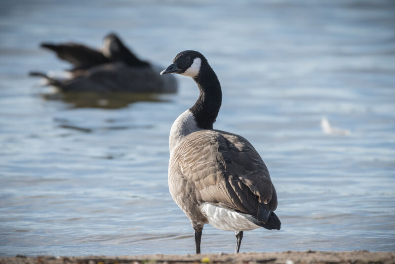 Canada Goose