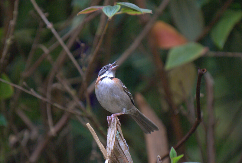 Rufous-collared Sparrow