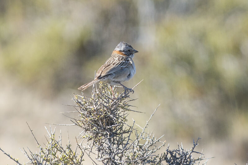 Rufous-collared Sparrow