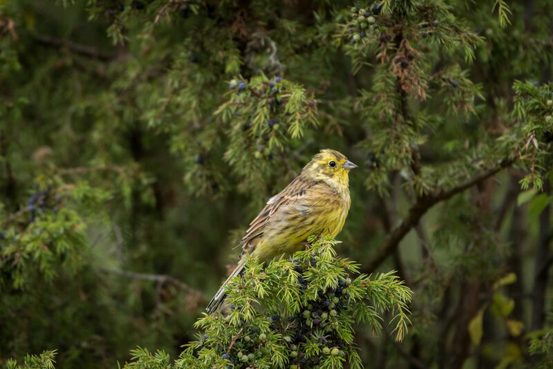 Bruant jaune