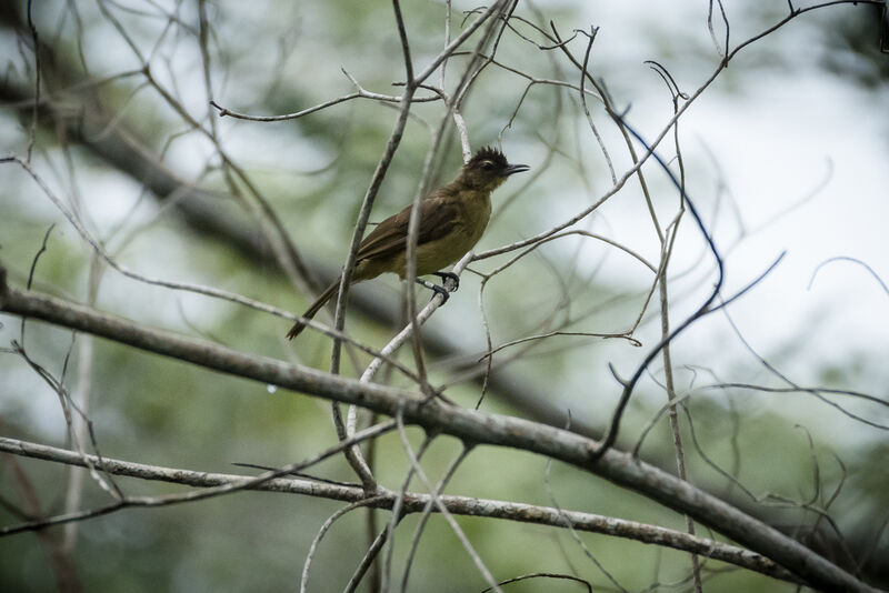 Yellow-bellied Greenbul