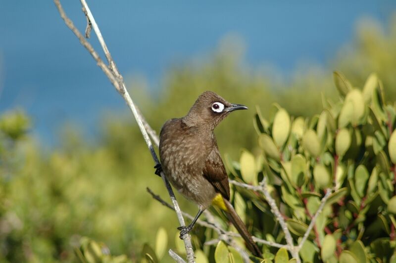 Cape Bulbul