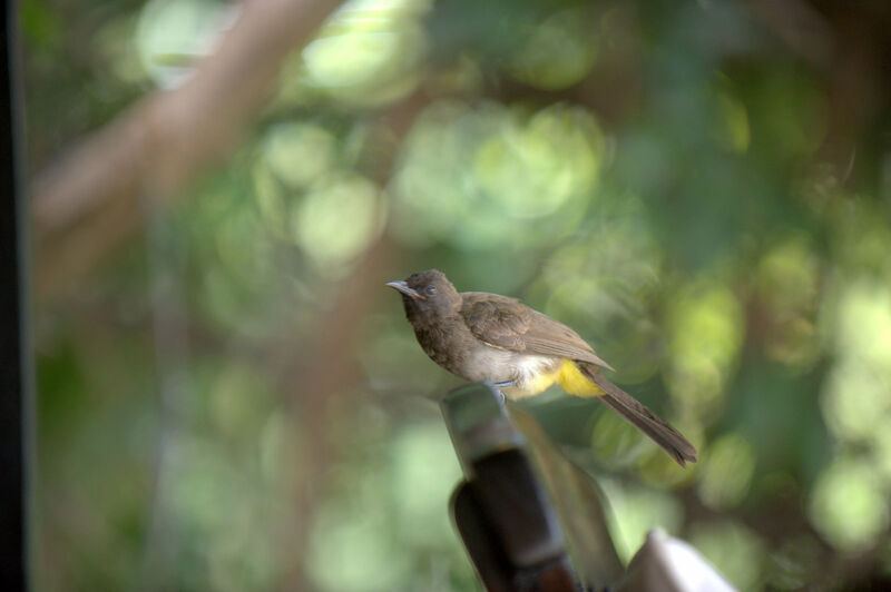 Bulbul tricolore