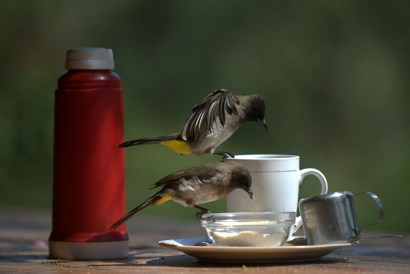 Dark-capped Bulbul