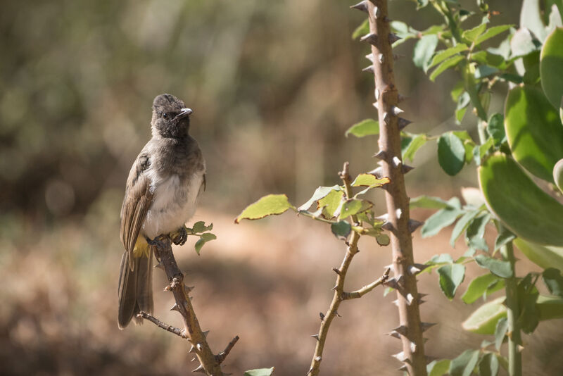 Dark-capped Bulbul