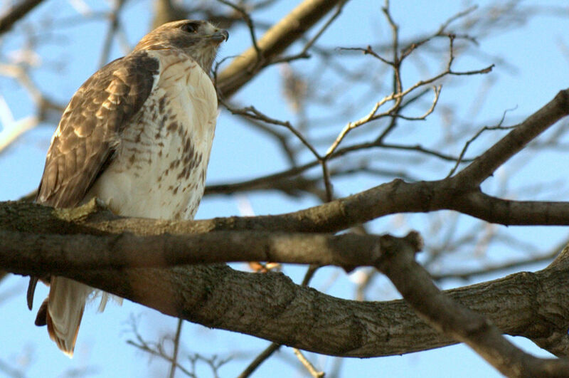 Red-tailed Hawk