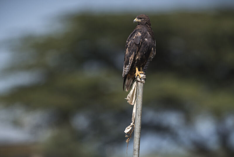 Augur Buzzard