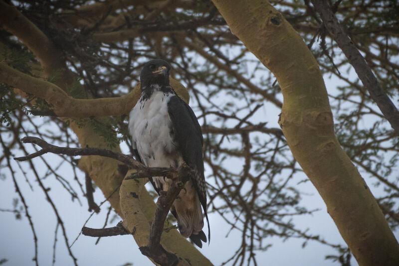 Augur Buzzard