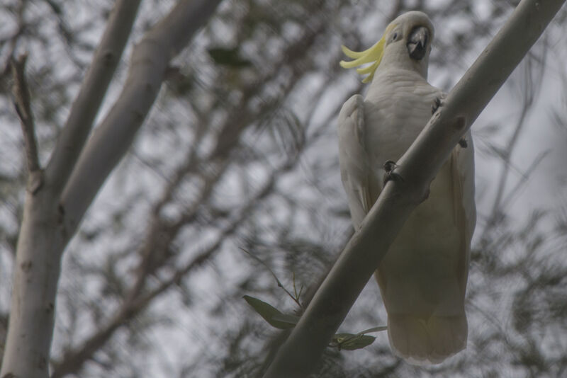 Cacatoès à huppe jaune