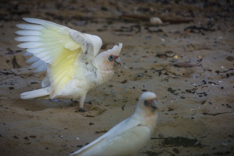 Cacatoès corella