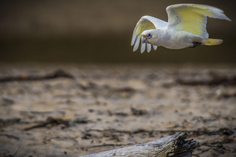 Cacatoès corella