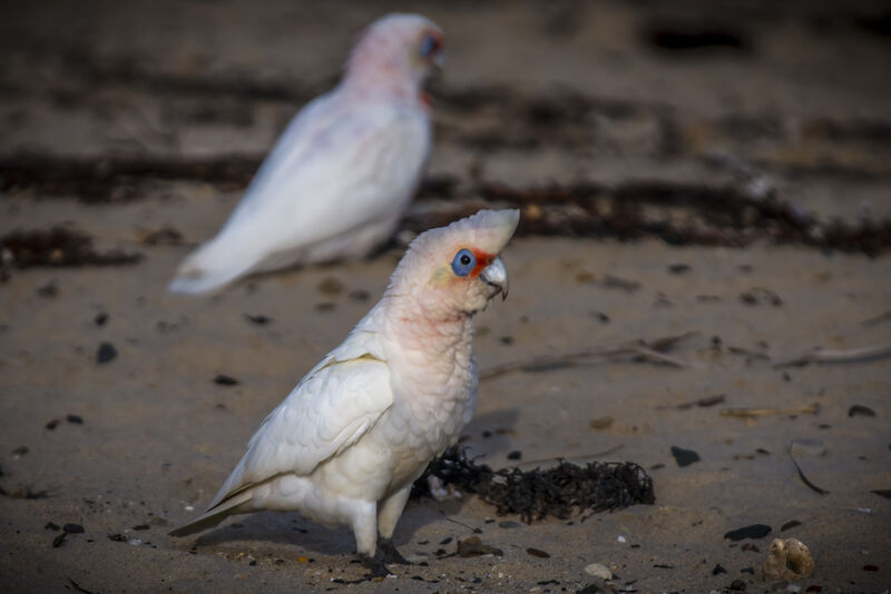 Cacatoès corella