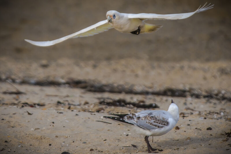 Cacatoès corella