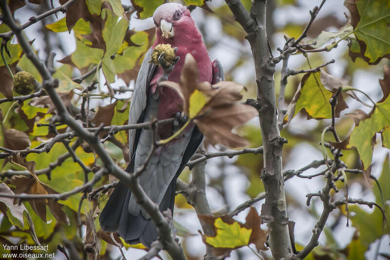 Galahadult, eats