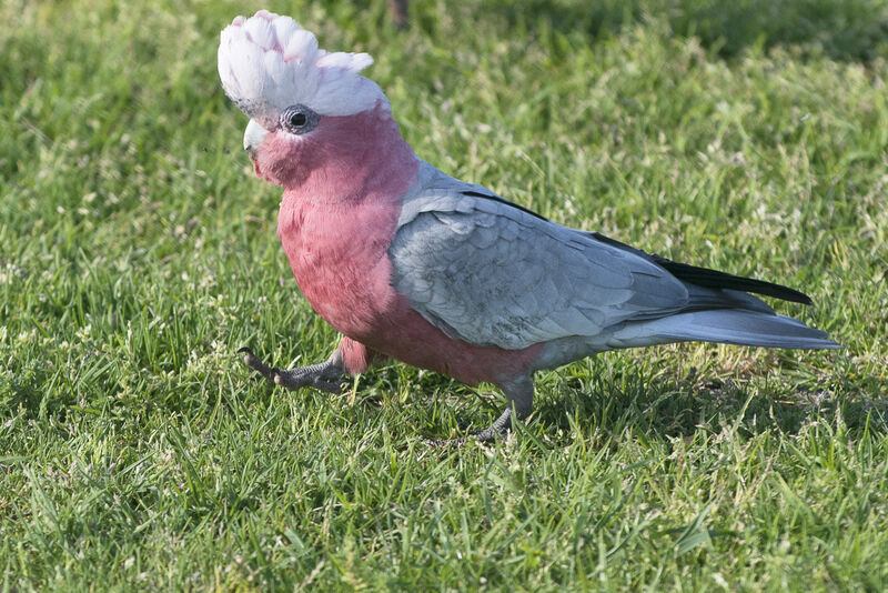 Cacatoès rosalbin