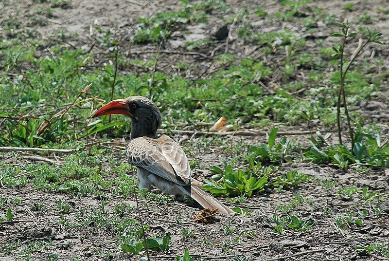 Bradfield's Hornbill