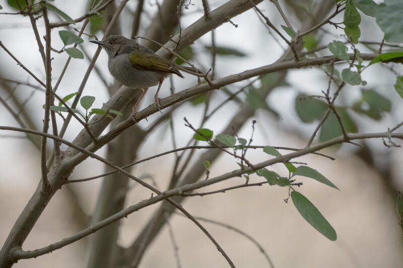 Camaroptère à dos gris