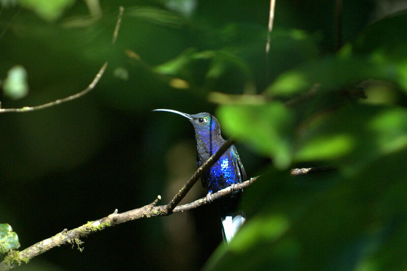 Campyloptère violet