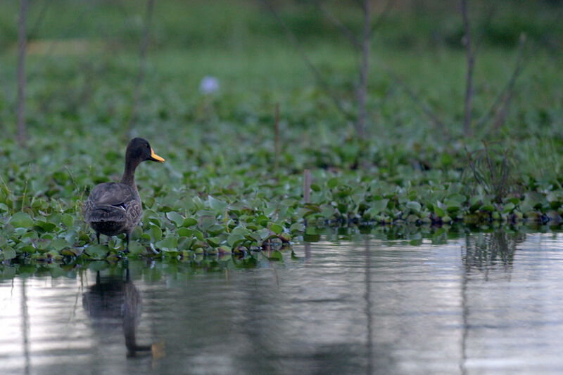 Yellow-billed Duck