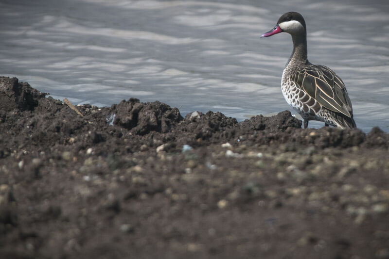 Canard à bec rouge