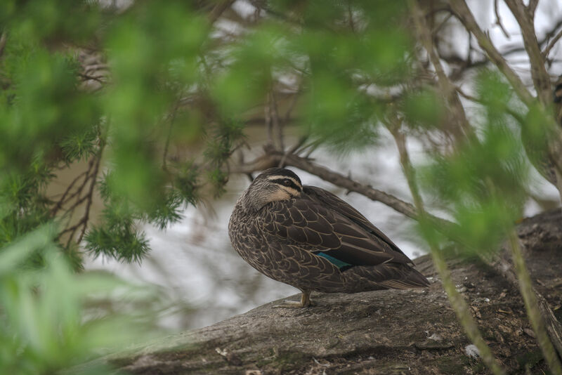 Canard à sourcils