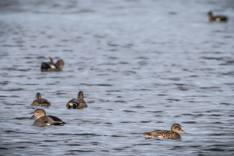 Gadwall