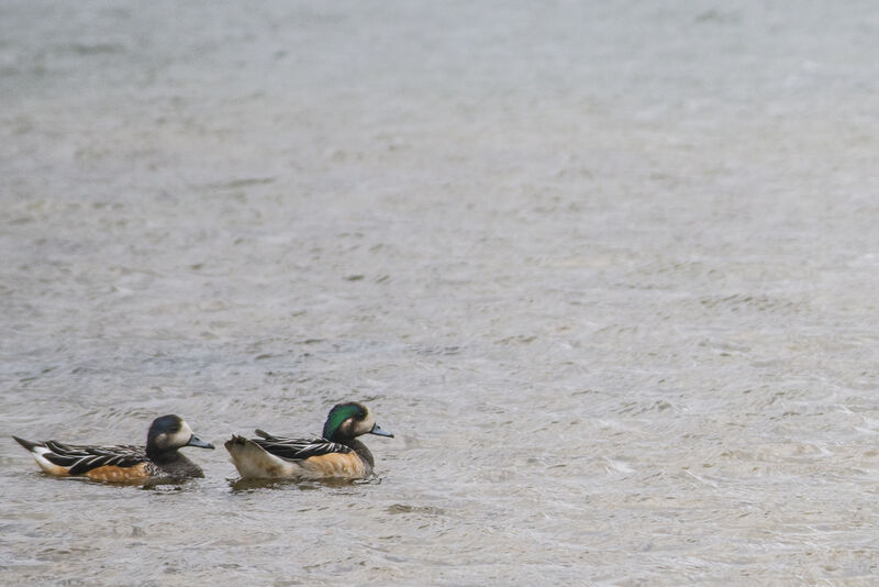 Chiloe Wigeon