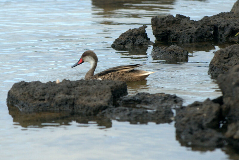 Canard des Bahamas