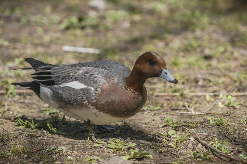 Canard siffleur