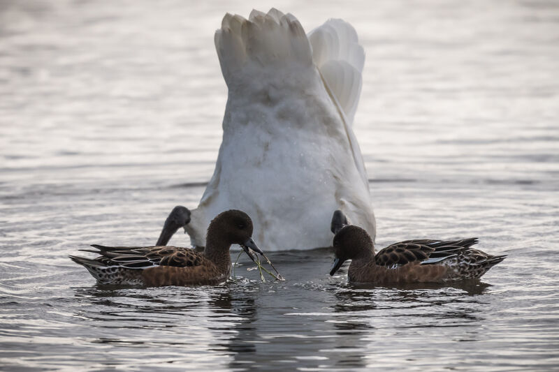 Eurasian Wigeon