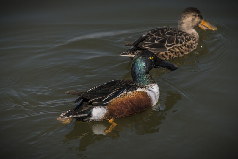 Canard souchet 