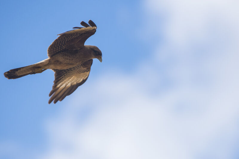 Caracara chimango