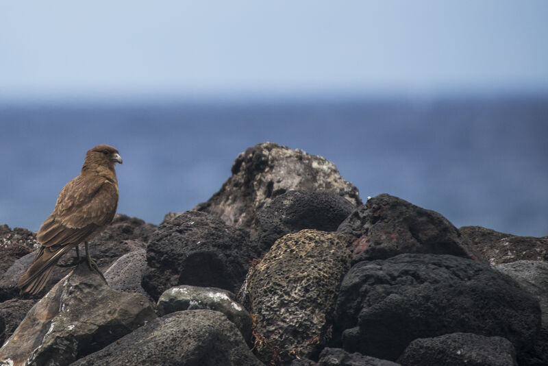 Caracara chimango