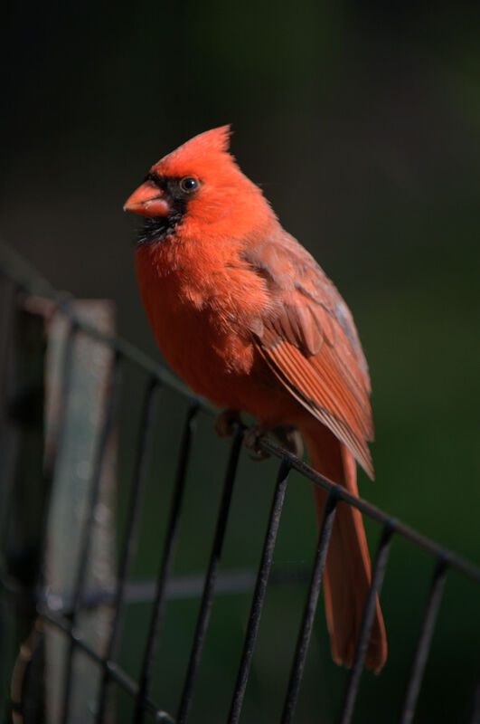 Cardinal rouge mâle adulte