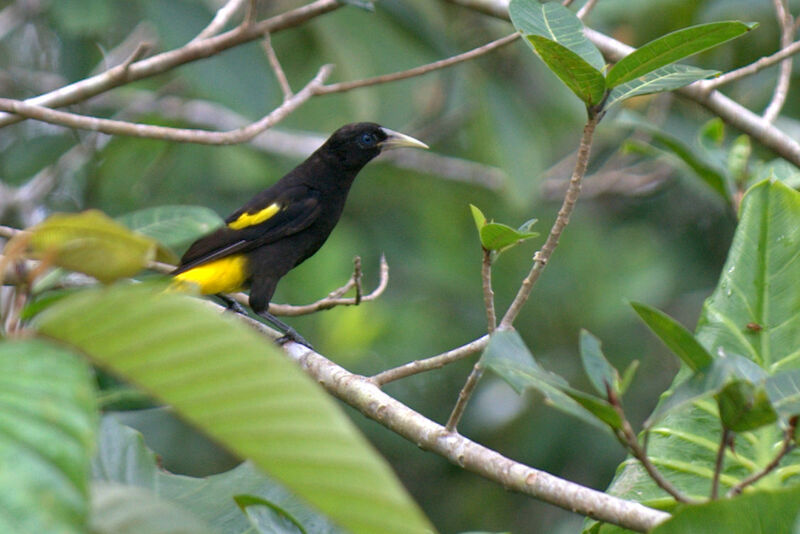 Yellow-rumped Cacique