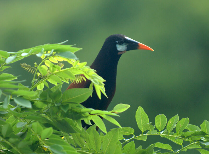 Cassique de Montezuma