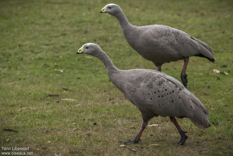 Cape Barren Gooseadult, identification