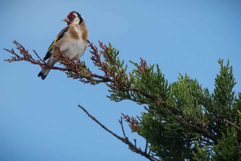 Chardonneret élégant