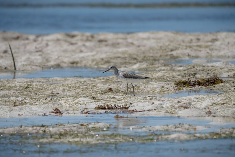 Common Greenshank