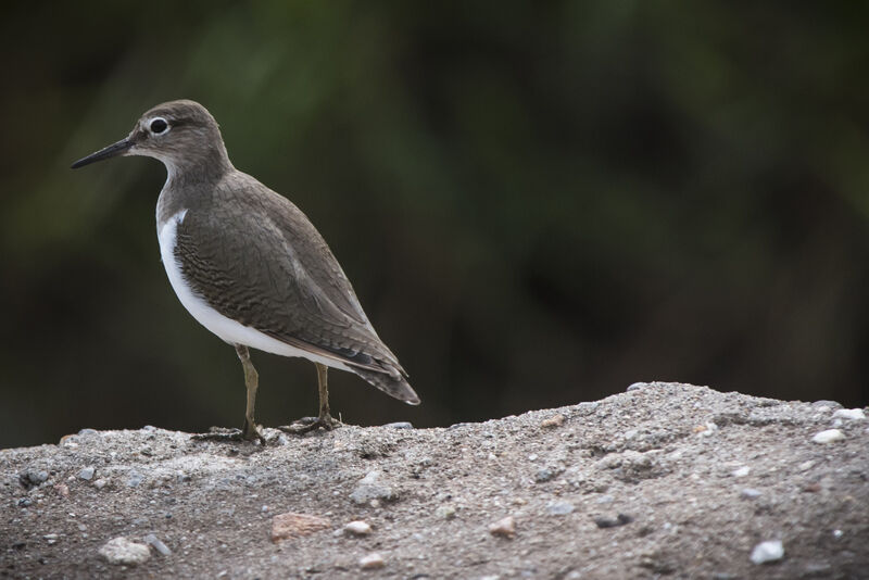 Common Sandpiper