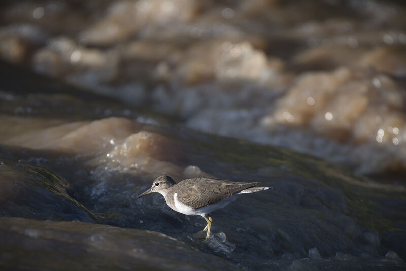 Common Sandpiper