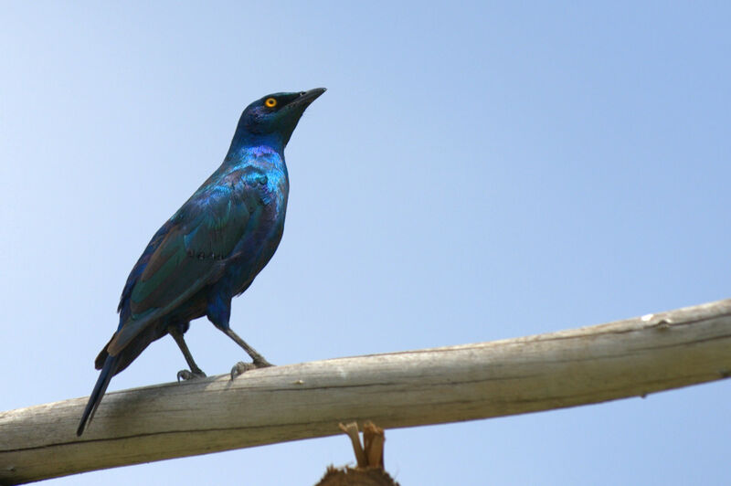 Choucador à oreillons bleus